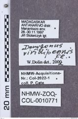 Etikette zu Dorygonus (Rygdonus) viridipennis (NHMW-ZOO-COL-0010771)